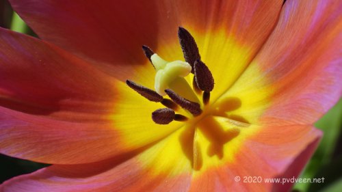 Tulp