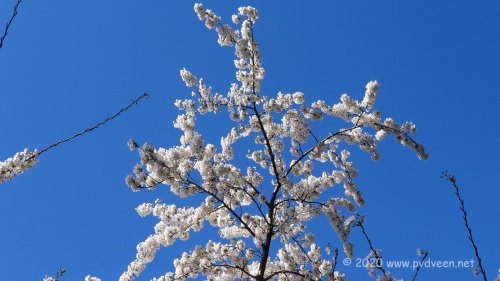 Vol met bloemen