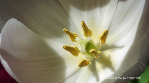 Tulp 3
