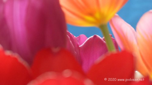Pastel tulpen