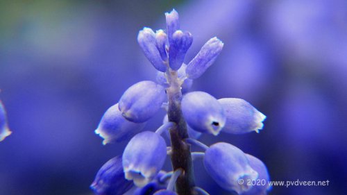 Blauwe druifjes