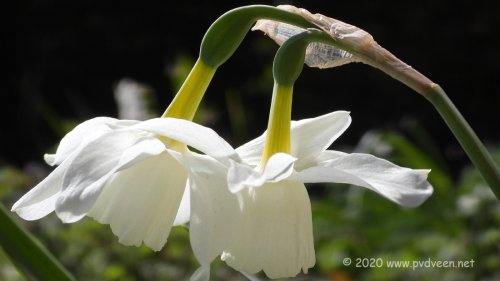 Witte narcis