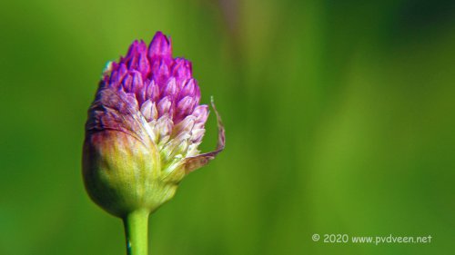 In de knop