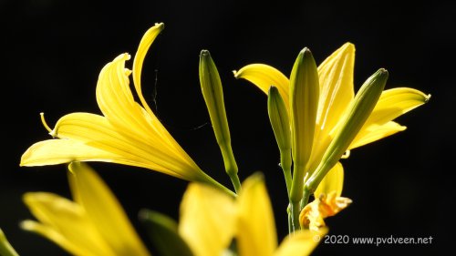 In de zon