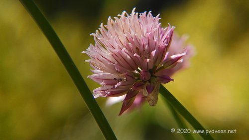 Bieslook