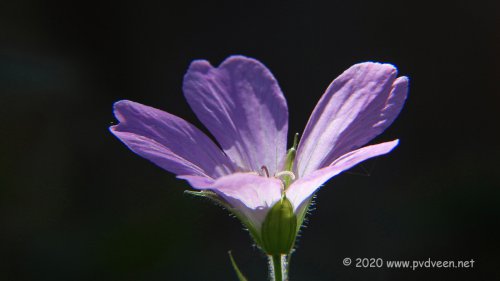 Geranium