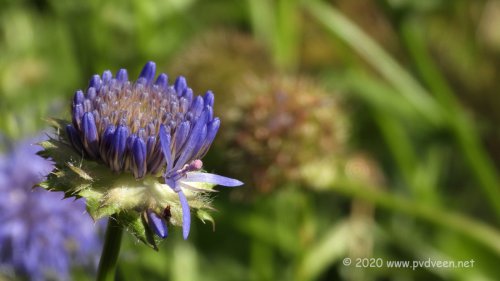 Blauw