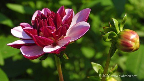 Dahlia