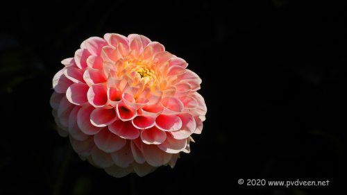 Dahlia 2