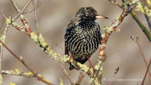 Spreeuw in winterkleed