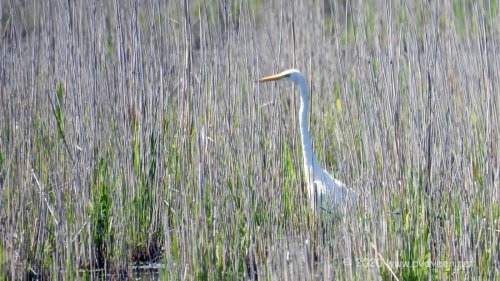 Zilverreiger