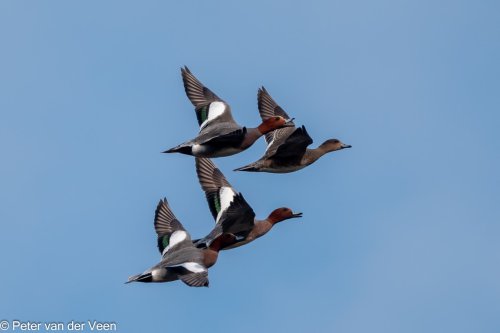 Een vlucht Smienten