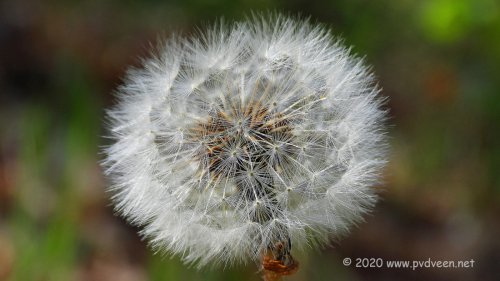 Paardebloem zaad